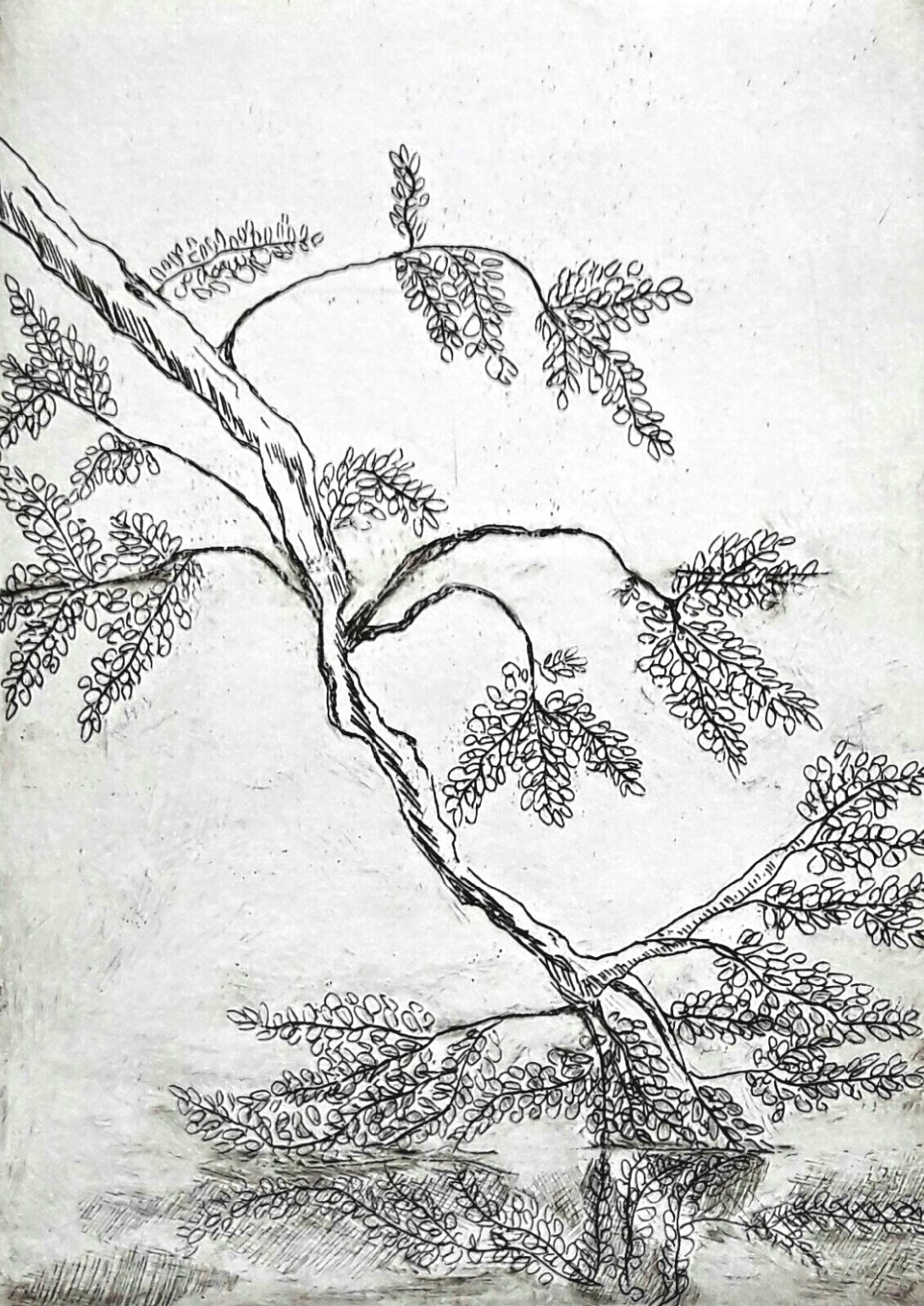 genevieve guadalupe davis intaglio